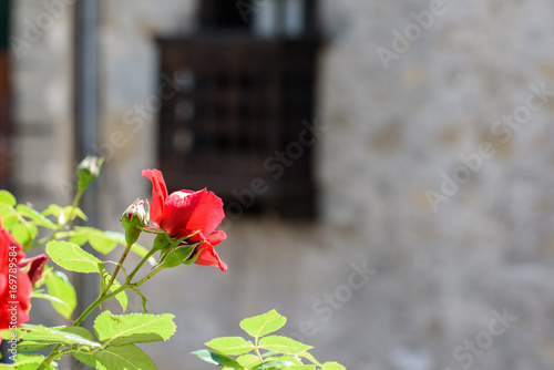 Flowers and flowering balconies in the mountains. Sauris.