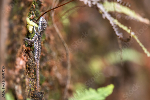 Lagarto Calango (Tropidurus torquatus) | Amazon Lava Lizard fotografado em Domingos Martins, Espírito Santo -  Sudeste do Brasil. Bioma Mata Atlântica.  photo