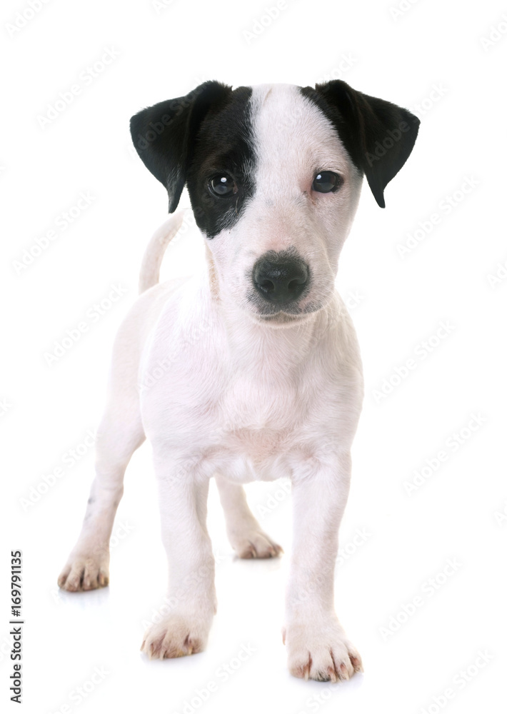 puppy jack russel terrier