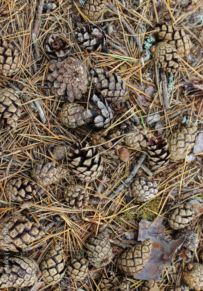 Pines and Pine Straw Pines and Pine Straw