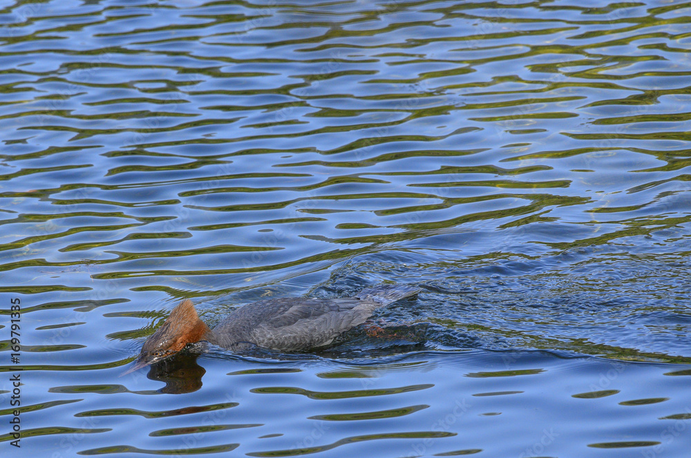 Smergo maggiore che nuota sul lago con la testa sott'acqua 