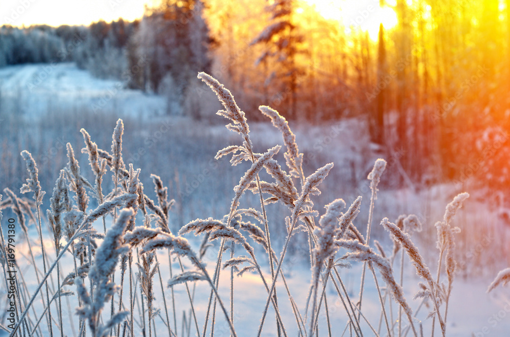 Obraz premium Winter scene