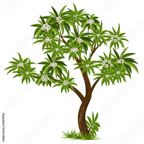Magnolia tree for tropical garden scene or landscape