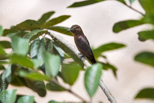 Gibão-de-couro (Hirundinea ferruginea) | Cliff Flycatcher photographed in Domingos Martins, Espírito Santo - Southeast of Brazil. Atlantic Forest Biome.