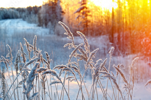 Winter scene