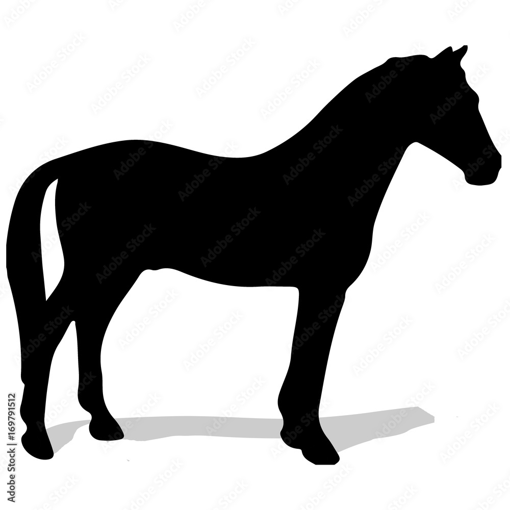 rearing up horse fine vector silhouette and outline - graceful black stallions against white