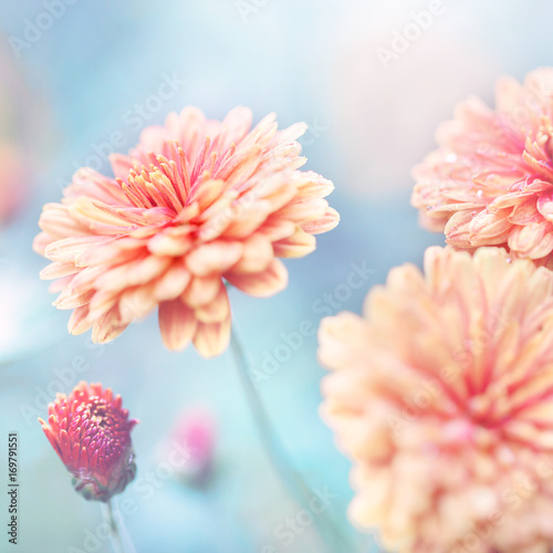 big orange garden flowers in autumn flowerbed. Soft outdoor vintage photo with romantic atmosphere