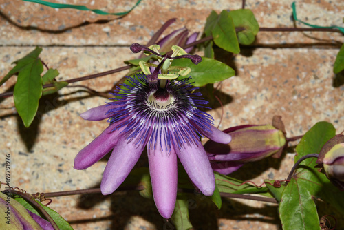 Passiflora violacea; Violette; Passionsblume photo