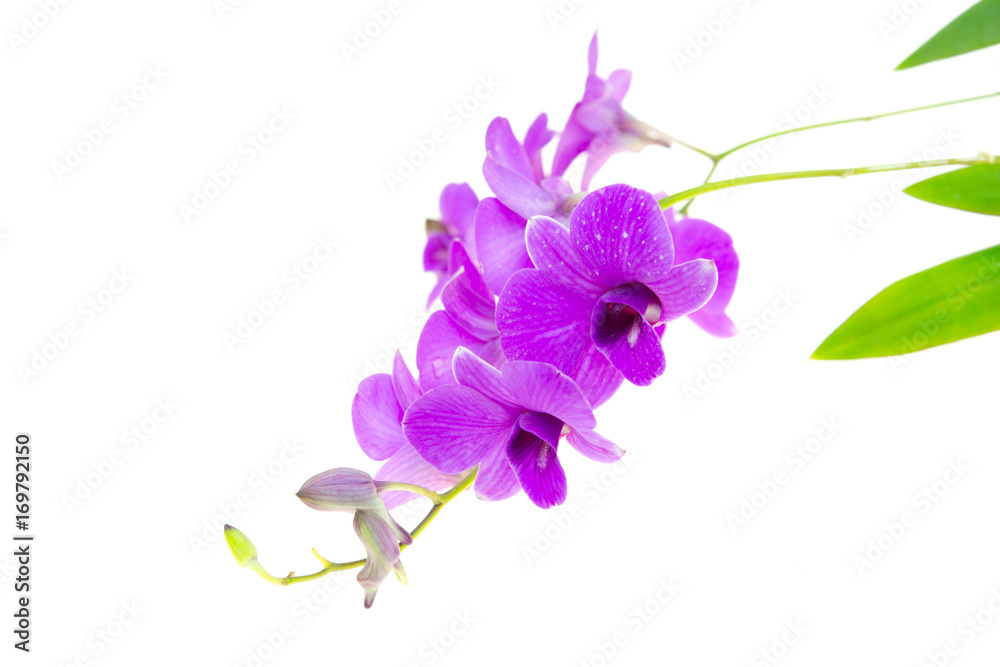 orchids.image orchids.image