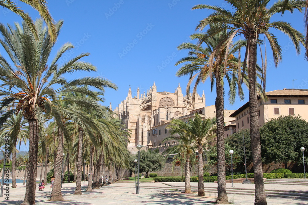 Cathedral de Mallorca overshadowed by palm trees