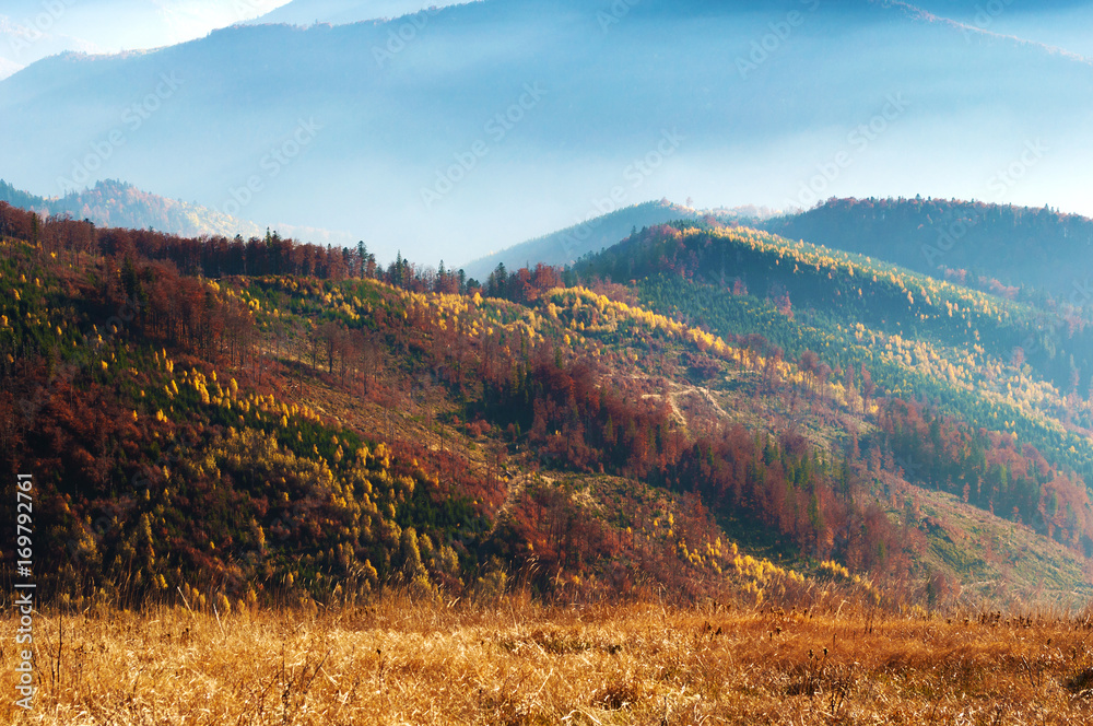 Closeup of hills of a smoky mountain range covered in white mist and deciduous forest on a warm fall day in October. Carpathians, Ukraine