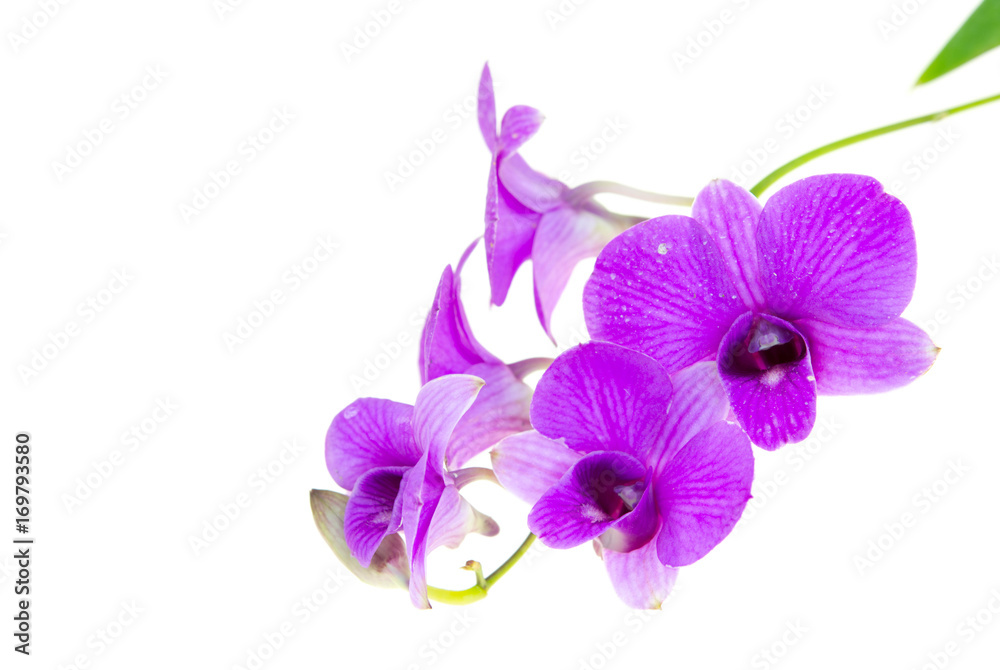 Naklejka premium orchid.image