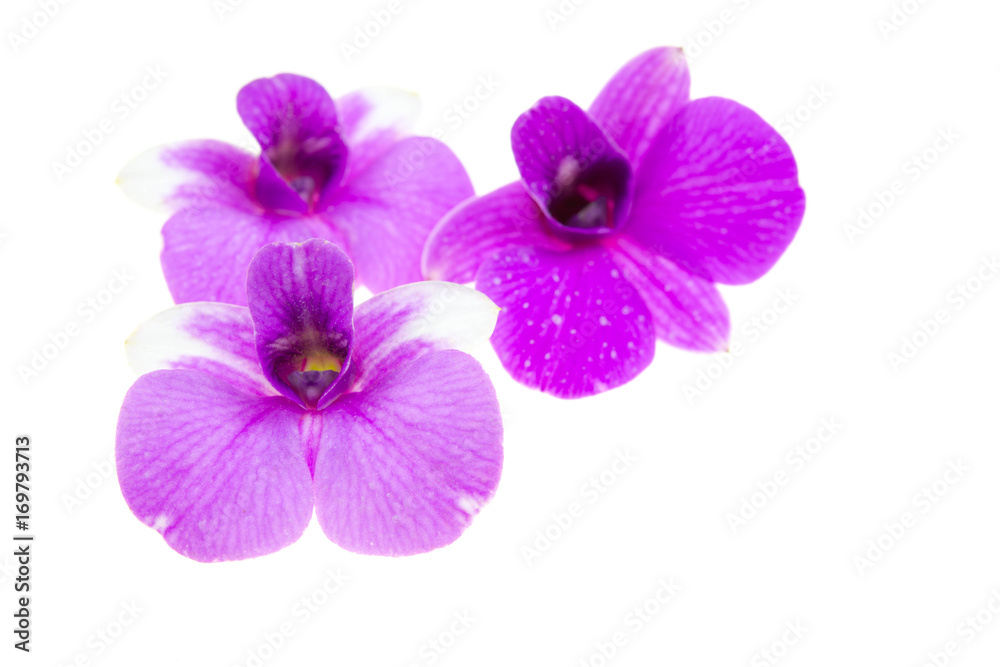 orchids.image