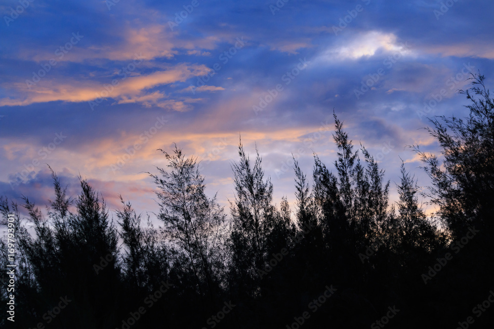 Silhouette Pine and Sunset sky, For graphics background