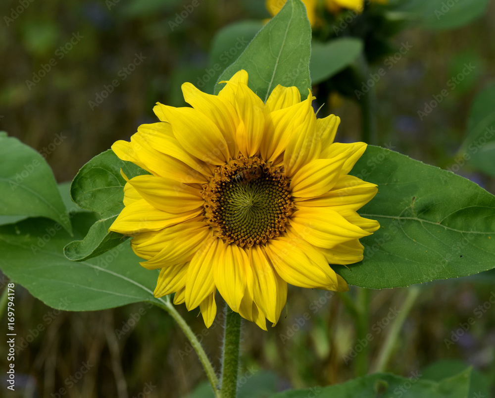 Fototapeta premium Sonnenblume; Helianthus; annuus; Oelpflanze