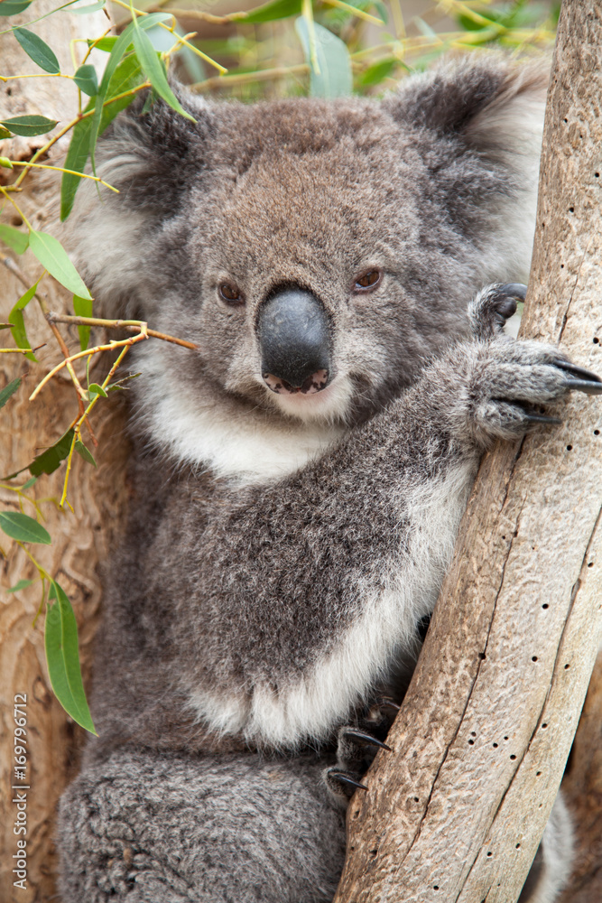 Fototapeta premium Koala