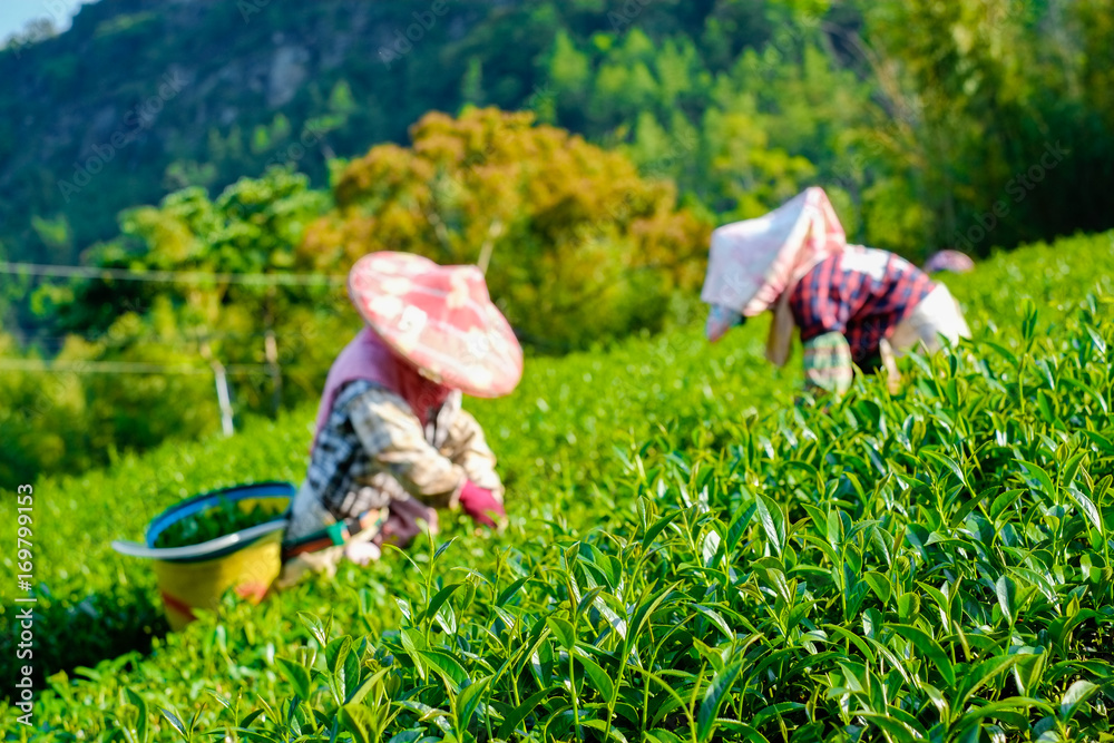Asia culture concept image - Farmers pick up fresh organic tea bud & leaves in plantation, the famous Oolong tea area in Ali mountain, Taiwan Asia culture concept image - Farmers pick up fresh organic tea bud & leaves in plantation, the famous Oolong tea area in Ali mountain, Taiwan