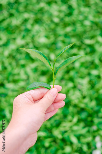 Asia culture concept image - A girl hold fresh organic tea bud & leaves in hand in plantation, the famous Oolong tea area in Alishan mountain, Taiwan