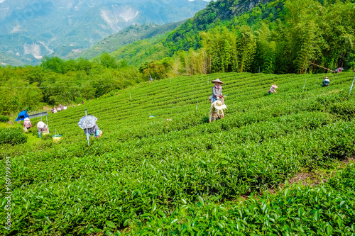 Asia culture concept image - Farmers pick up fresh organic tea bud & leaves in plantation, the famous Oolong tea area in Ali mountain, Taiwan