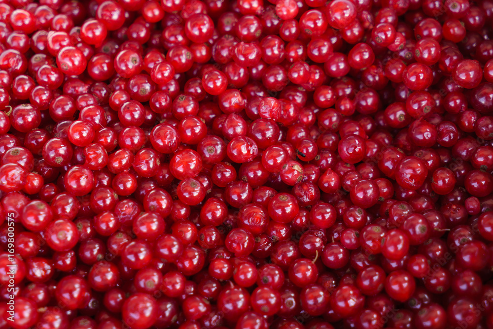 red currant red currant