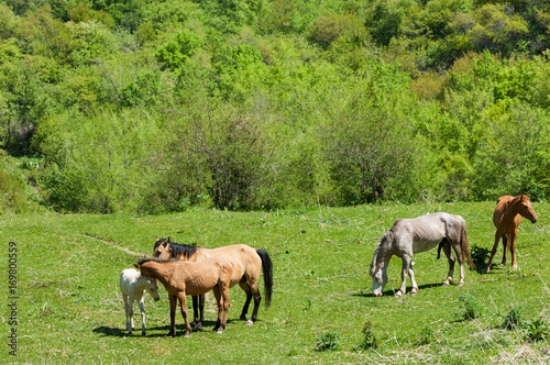 horse, knight, steed, courser, hoss photo