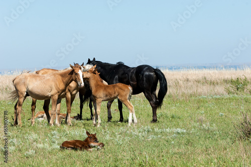 horse, knight, steed, courser, hoss


 photo