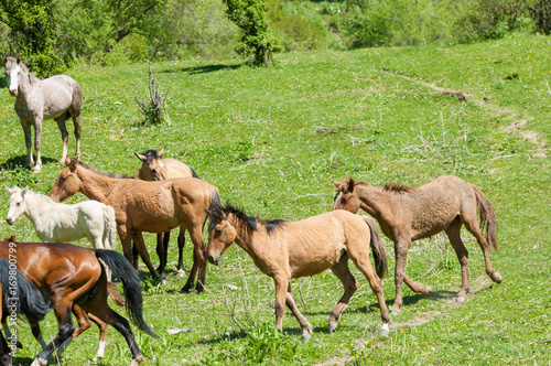 horse, knight, steed, courser, hoss


 photo