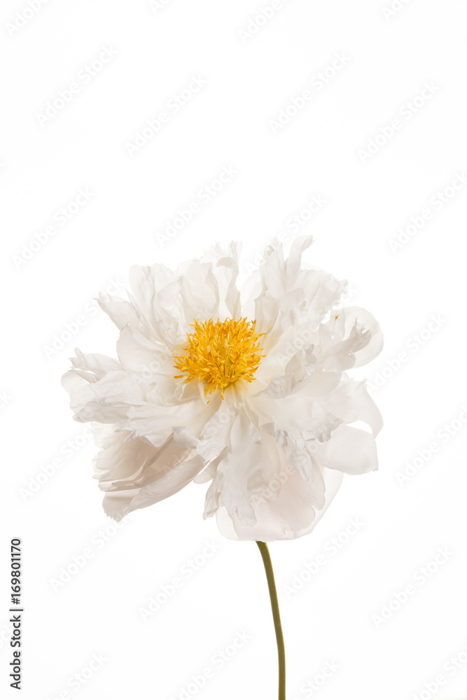 Obraz premium peony flower
