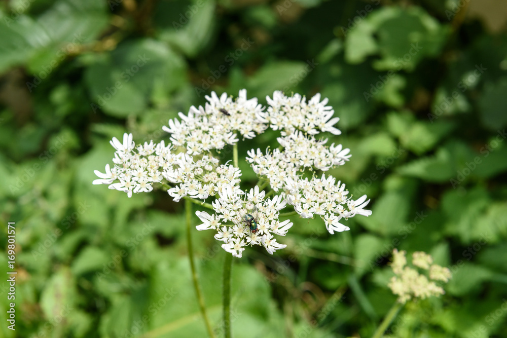 Wild carrot plant with a fly Wild carrot plant with a fly