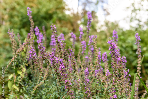 Purple flower