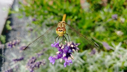 Dragonfly on Lavender