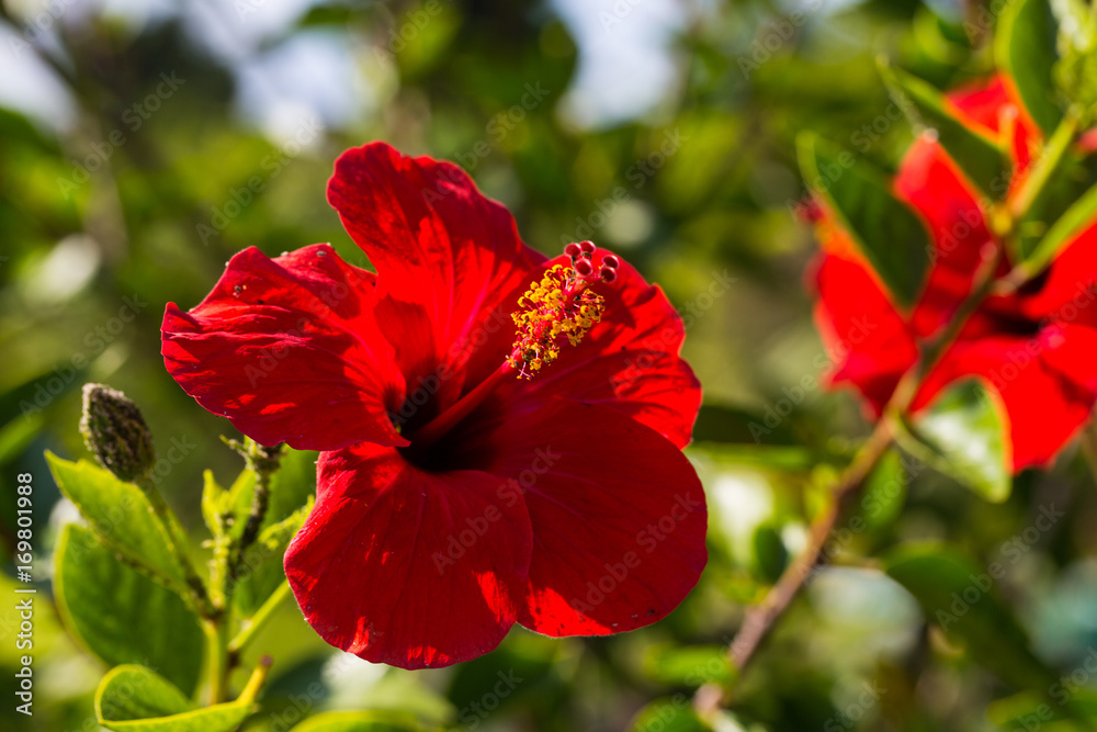 Roter Hibiskus