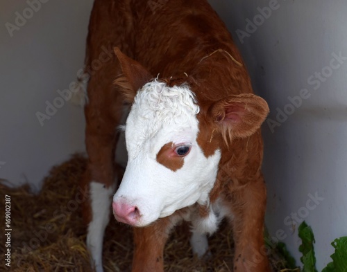 neugeborenes Kälbchen im Stroh, Simmentaler Fleckvieh Kalb in einer Kälber Box, Bos primigenius taurus photo