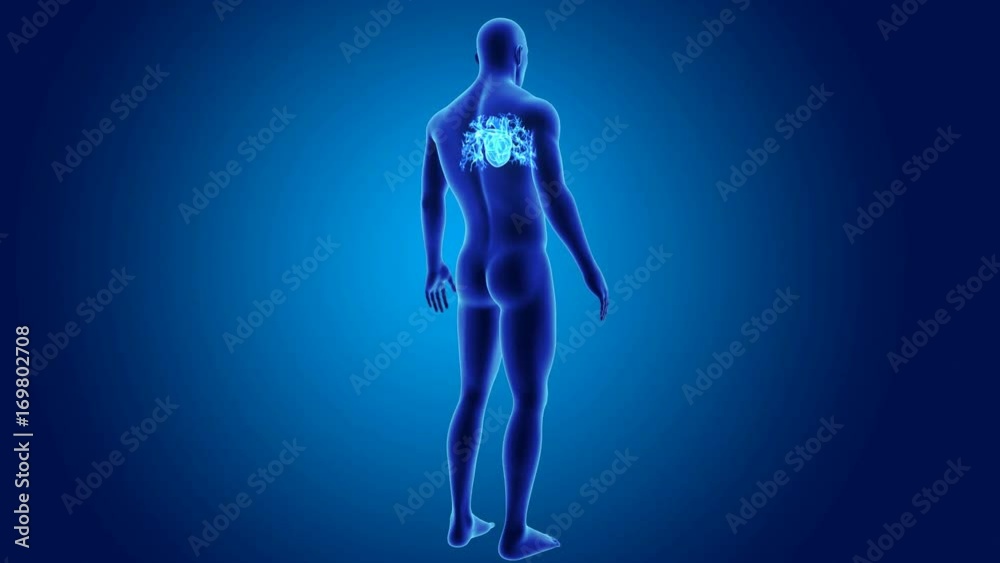 Heart with body Heart with body