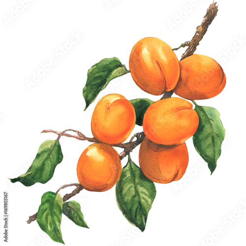 Fotografie, Tablou Ripe apricot branch with leaves, isolated, watercolor illustration on white back