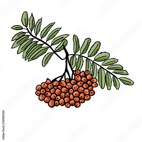 Rowan branch, sketch for your design