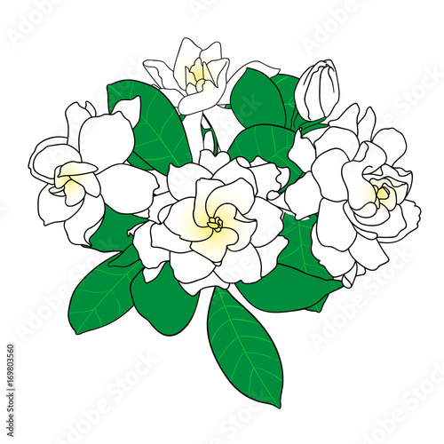 Bouquet of Gardenia jasminoides, cape jasmine, danh-danh. Hand drawn botanical vector illustration. Decoration for cards, wedding invitations, tropical design