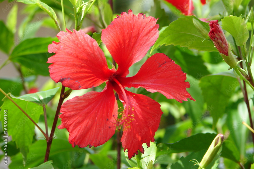 Rote Blüte 2.0 Rote Blüte 2.0