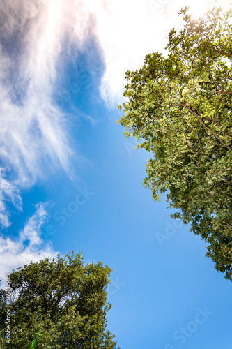 Tree branch against blue summer air