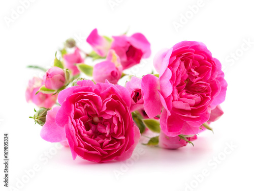 Beautiful pink roses.