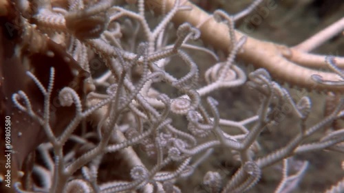 Gorgonian closeup underwater on seabed of White Sea. Unique video close up. Flowers of marine life in clean clear pure and transparent water in search of food. photo