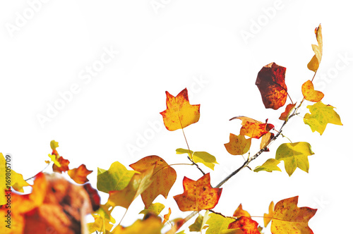 feuilles sur branchage aux couleurs d'automne sur fond blanc