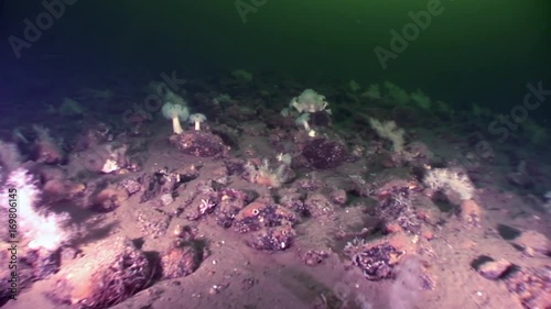 White fluffy soft coral underwater on seabed of White Sea. Unique macro video close up. Flowers of marine life in clean clear pure and transparent water in search of food. photo