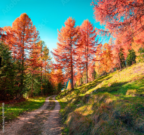 Colorful morning view in larch forest