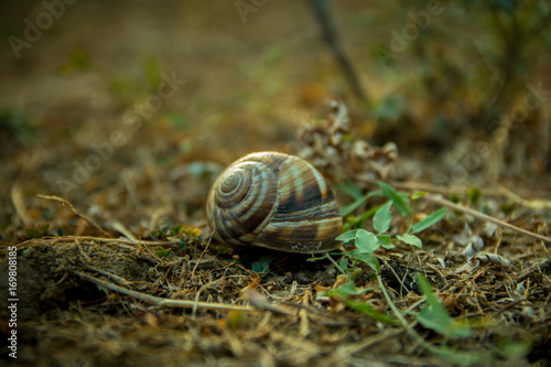 A close up of the snail on grass.