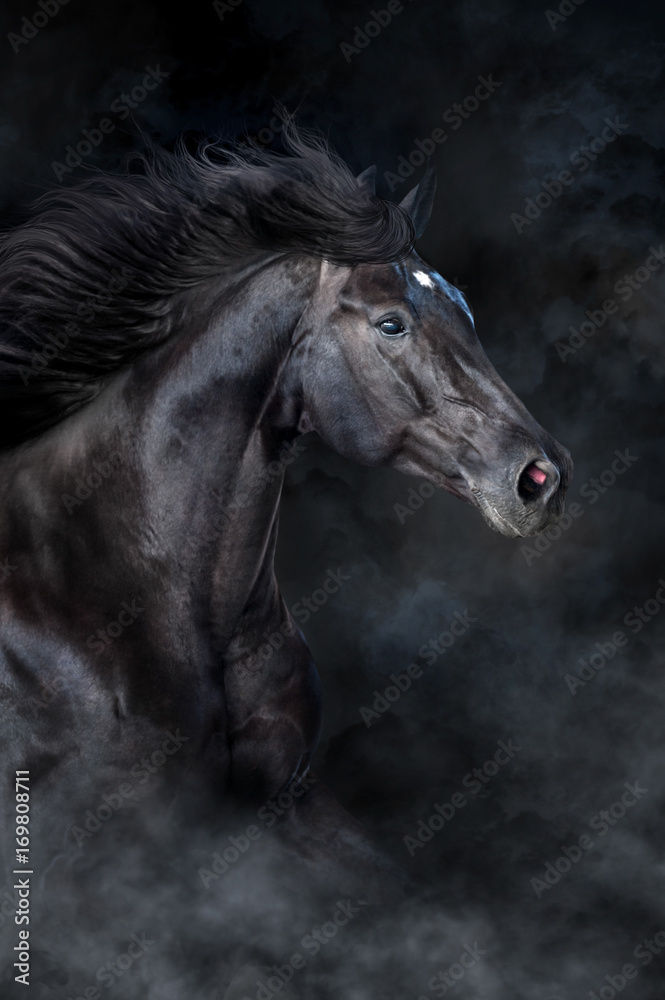 Black horse portrait in motion on black background with fog and dust  Stock-Foto | Adobe Stock