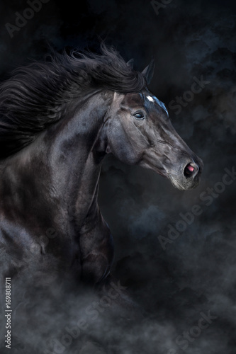 Black horse portrait in motion on black background with fog and dust