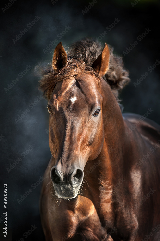 Naklejka premium Czerwony koń z długą grzywą portret w ruchu na dramatycznym ciemnym tle