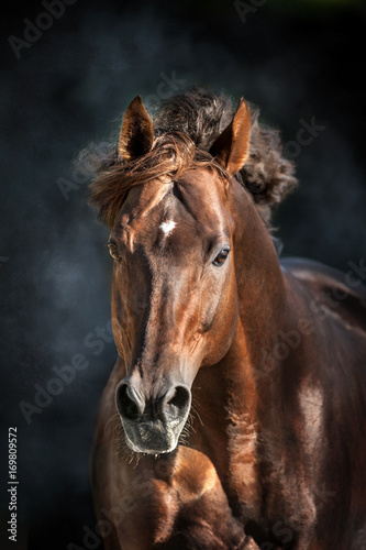 Red horse with long mane portrait in motion on dramatic dark background