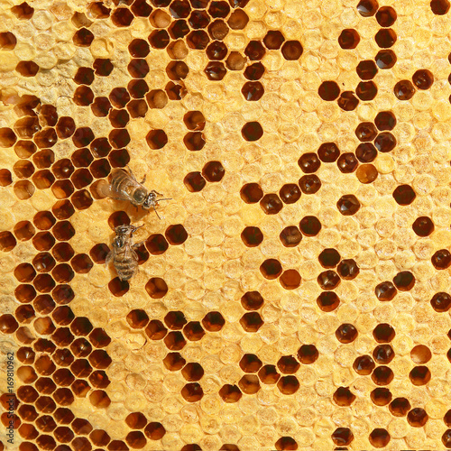 honeycomb and a bee working, honeycomb background